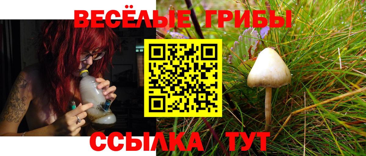 наркота  Галлюциногенные грибы Cubensis  Вход с VPN  Урус-Мартан 